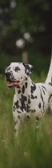 Dalmation dog in grass