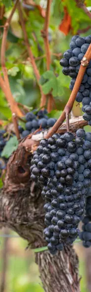 Crvno grožđe na vinovoj lozi